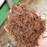 Phase 3, full growth compost for mushroom cultivation